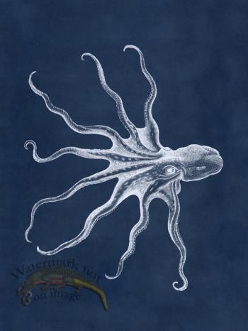 Octopus Blue 29